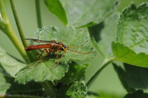 Tenthredopsis nassata
